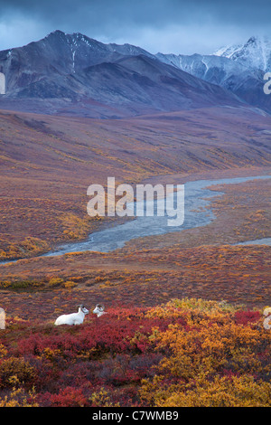 Les mouflons de Dall dans Col polychrome, le parc national Denali, en Alaska. Banque D'Images