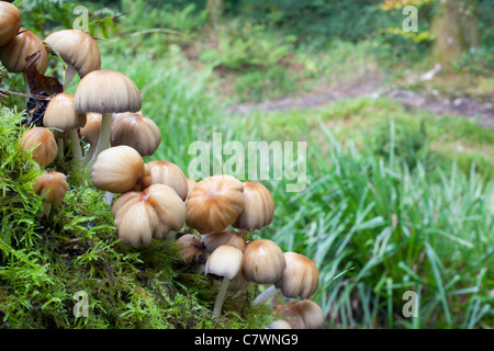 Cap d'encre scintillante des champignons ; Cornwall, UK Banque D'Images