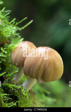 Cap d'encre scintillante des champignons ; Cornwall, UK Banque D'Images