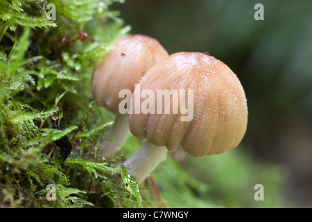 Cap d'encre scintillante des champignons ; Cornwall, UK Banque D'Images