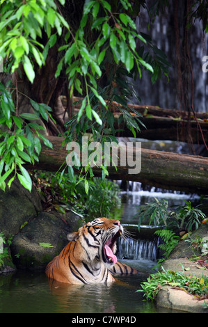 Malaysian tiger bâillement comme elle refroidit dans une piscine à Melaka zoo. Melaka, Malaisie, Asie du Sud, Asie Banque D'Images