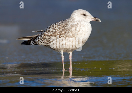 Goéland argenté, Larus argentatus ; d'abord d'oiseaux d'hiver sur la glace, Cornwall, UK Banque D'Images