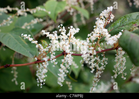 La renouée du Japon, Reynoutria japonica, Cornwall, UK Banque D'Images