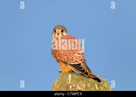 ; Kestrel Falco tinnunculus ; mâle ; Cornwall, UK Banque D'Images