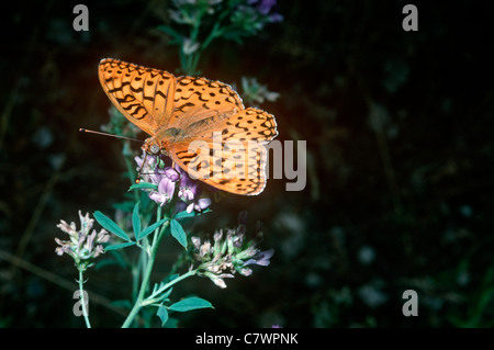 Couronne fritillary butterfly (Speyeria coronis : Pieridae) Utah, USA Banque D'Images