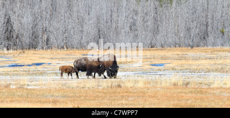 Une famille de American bison debout dans un champ ouvert Banque D'Images