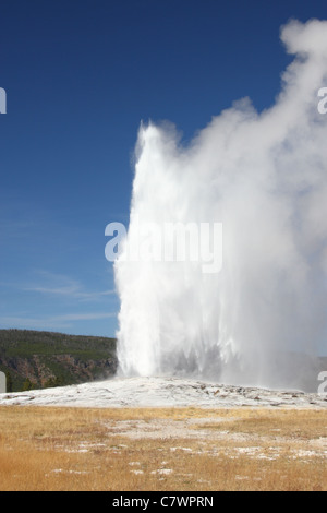 Le geyser Old Faithful appelé régulièrement en éruption dans le Parc National de Yellowstone USA Banque D'Images
