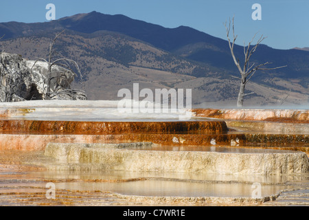 La vue sur la partie de Mammoth Hot Springs dans le Parc National de Yellowstone USA Banque D'Images