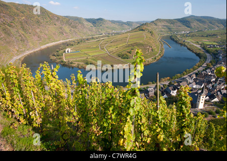 Avis de virage serré en Moselle avec des vignes en premier plan à Bremm village Vallée de la Moselle en Allemagne Banque D'Images