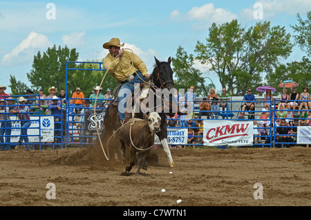 Calf roping concours à un rodéo. Banque D'Images