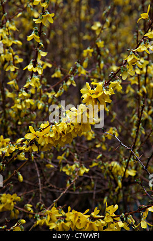 Forsythia x intermedia WEEK-END 'Courtalyn' AGM Banque D'Images