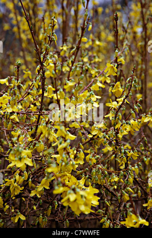 Forsythia x intermedia WEEK-END 'Courtalyn' AGM Banque D'Images