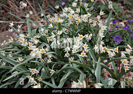 Tulipa turkestanica AGM Banque D'Images