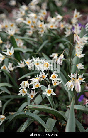 Tulipa turkestanica AGM Banque D'Images