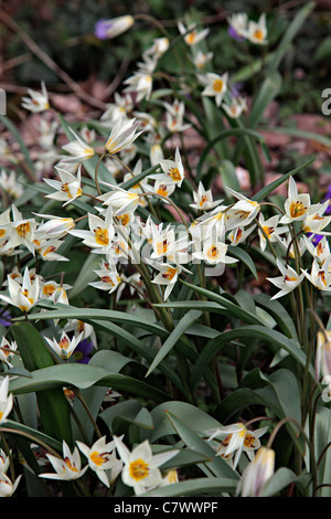 Tulipa turkestanica AGM Banque D'Images