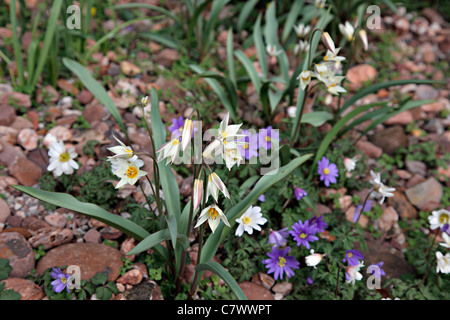 Tulipa turkestanica AGA et Anemone blanda dans un éboulis jardin Banque D'Images