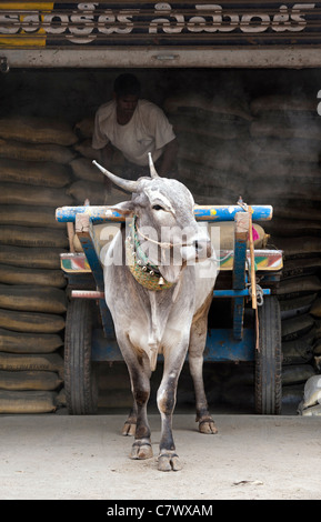 Zébu indien et charrette d'être chargé de sacs de ciment . Puttaparthi, Andhra Pradesh, Inde Banque D'Images