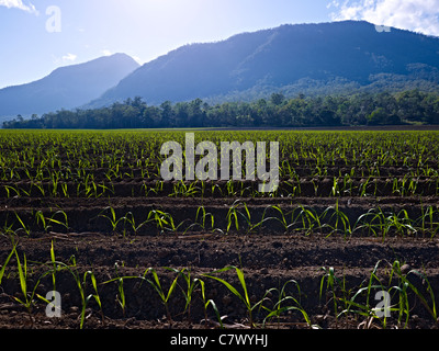 Champ de canne à sucre du nord du Queensland en Australie Banque D'Images