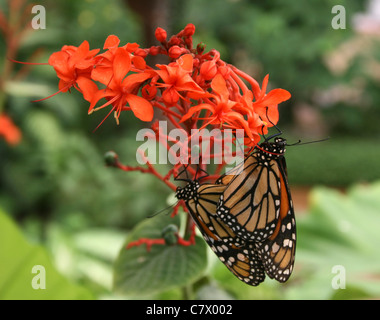 Les papillons monarques sur des fleurs orange. Butterfly Park, Benalmadena Benalmadena Pueblo, Malaga, Costa del Sol, Espagne. Banque D'Images