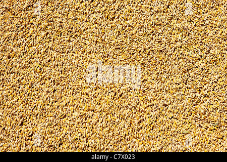 Le grain de blé céréales texture pattern en temps de récolte Banque D'Images