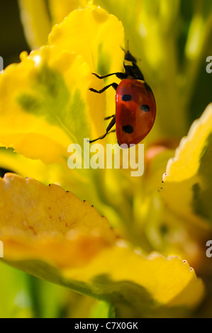 Lady bug macro à l'extérieur (Harmonia axyridis). Banque D'Images