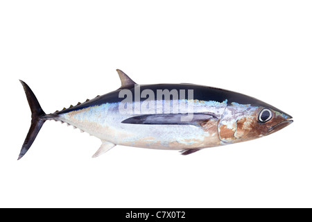 Thon germon Thunnus alalunga isolated on white Banque D'Images