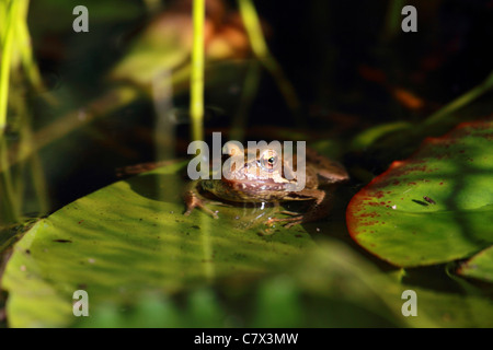 Grenouille assis sur un nénuphar dans un étang de jardin Banque D'Images