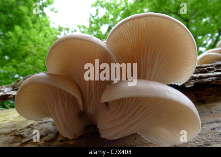 Détail des branchies de pleurotes croissant sur une souche d'arbre tombé Banque D'Images