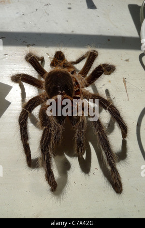 Exosquelette vide intact et récemment molé laissé derrière lui par une araignée tarantula Banque D'Images