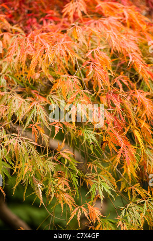 Acer palmatum dissectum, Cut-Leaved ou érable japonais Banque D'Images