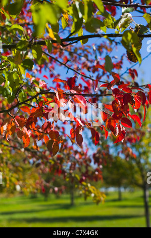 Apple orchard Weingarten Allemagne Baden Wuerttemberg Banque D'Images