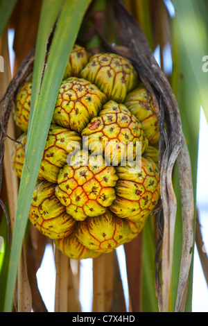 Pandus spiralis (pin, pandanus vis à vis ou palm palm), du nord de l'Australie Banque D'Images