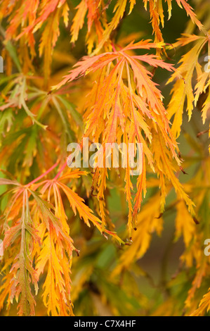 Acer palmatum dissectum, Cut-Leaved ou érable japonais Banque D'Images