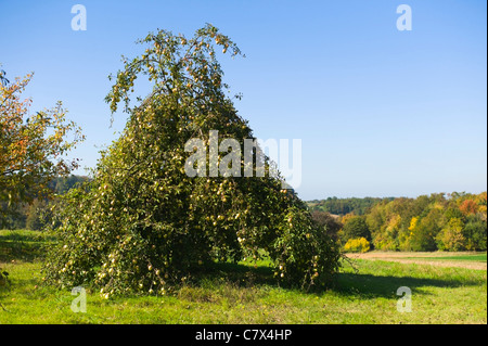 Apple tree intensifs avec des pommes Weingarten Allemagne Baden Wuerttemberg Banque D'Images