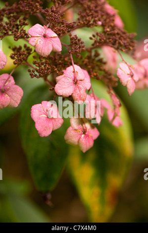 L'Hydrangea aspera ssp aspera 'Mauvette', Hortensia à feuilles rugueuses, au début de l'automne Banque D'Images