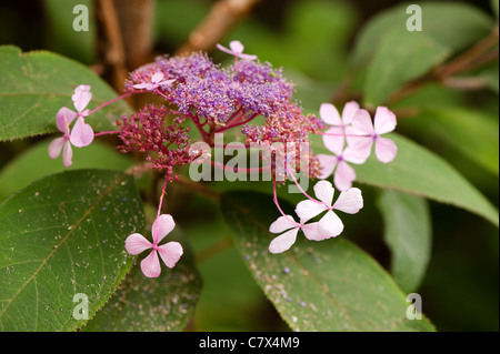 L'Hydrangea aspera, à feuilles rugueuses Hortensia, au début de l'automne Banque D'Images