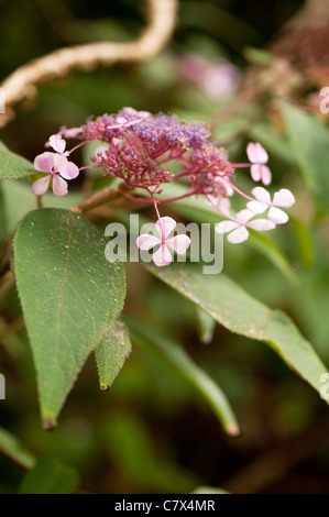 L'Hydrangea aspera, à feuilles rugueuses Hortensia, au début de l'automne Banque D'Images