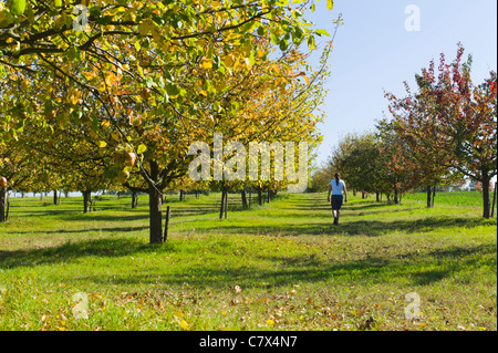 Apple orchard Weingarten Allemagne Baden Wuerttemberg Banque D'Images