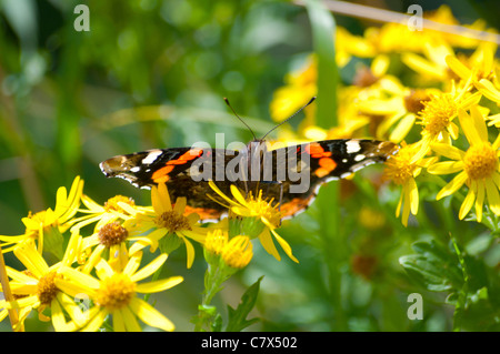 L'amiral rouge papillon sur fleur jaune Banque D'Images