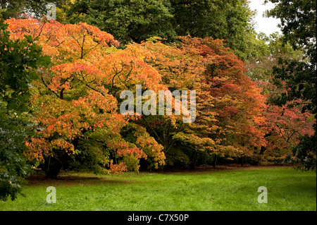 Acer pectinatum ssp. Matsumurae, Acer palmatum ssp Amoenum et Acer japonicum 'Vitifolium' à Westonbirt Arboretum au début de l'automne Banque D'Images