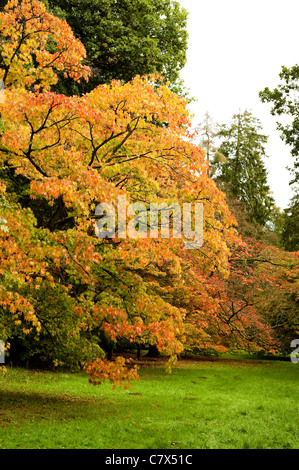 Acer pectinatum ssp. Matsumurae, Acer palmatum ssp Amoenum et Acer japonicum 'Vitifolium' à Westonbirt Arboretum au début de l'automne Banque D'Images