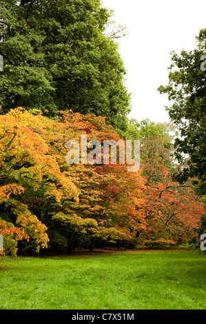 Acer pectinatum ssp. Matsumurae, Acer palmatum ssp Amoenum et Acer japonicum 'Vitifolium' à Westonbirt Arboretum au début de l'automne Banque D'Images