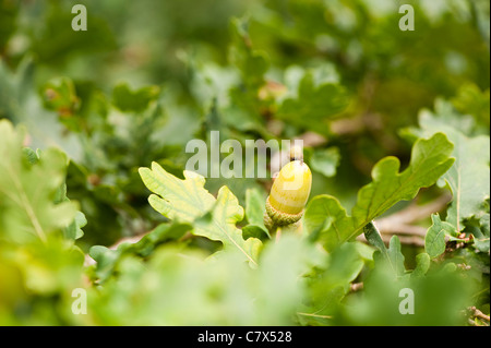Acorn poussant sur un Quercus robur, Chêne Banque D'Images