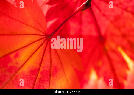 Abstract Acer japonicum feuilles, Pleine Lune, de l'érable en automne Banque D'Images