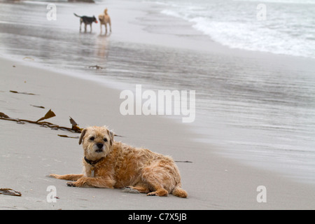 Un seul Border terrier dans le sable humide sur Carmel Beach, Californie avec deux chiens jouant dans l'arrière-plan Banque D'Images