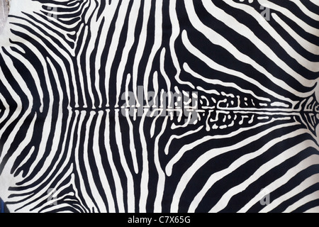 La texture de la peau en cuir Zebra peint d'une vache Banque D'Images