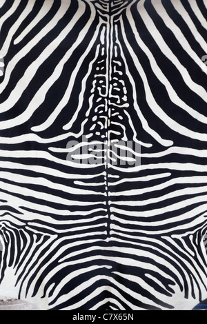 La texture de la peau en cuir Zebra peint d'une vache Banque D'Images