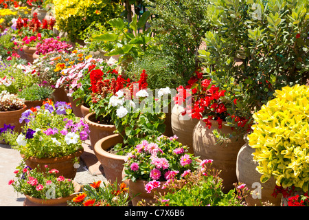 Jardin de fleurs colorées d'espagnol en espagne détails Banque D'Images