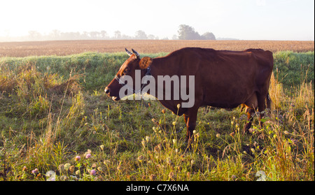 Brown cow Moo paissent dans un pré plein de trèfle. Champ de blé à proximité. Banque D'Images