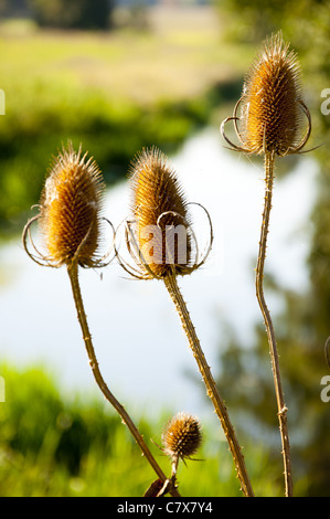 Chardon Cardère Dipsacus comme seed head Banque D'Images